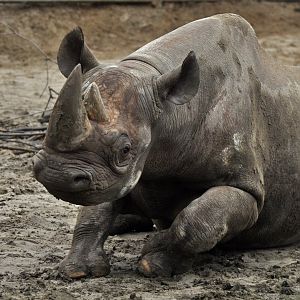 Black rhinoceros (Diceros bicornis)