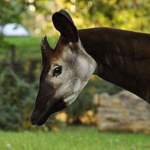 Okapi (Okapia johnstoni)