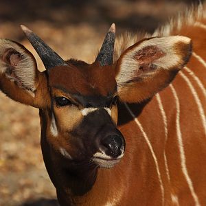 Moutain bongo (Tragelapus eurycerus isaaci)