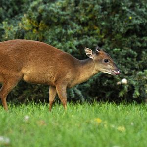 Natal duiker (Cephalophus natalensis)