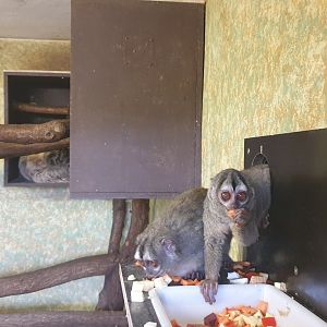 Grey-handed Night Monkey