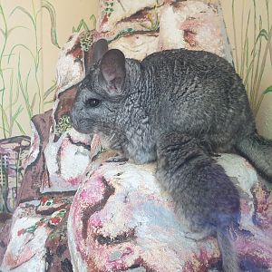 Long-tailed chinchilla