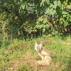 Corsac Fox