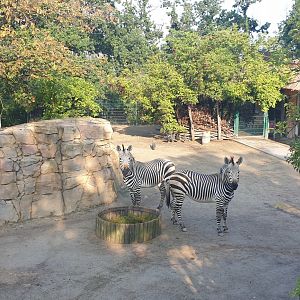 Hartmann's Zebra