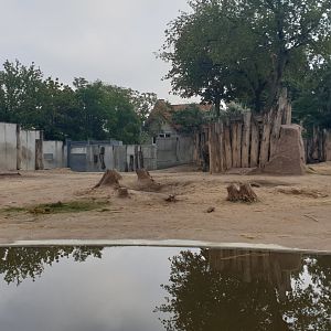 African Elephant yard