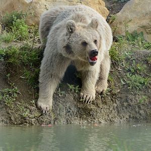 Syrian Brown Bear at the Water - 30/08/2020