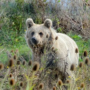 Syrian Brown Bear - 30/08/2020