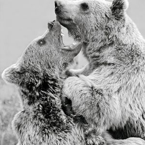 Syrian Brown Bears in Mono - 30/08/2020