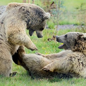 Syrian Brown Bears Wrestling - 30/08/2020
