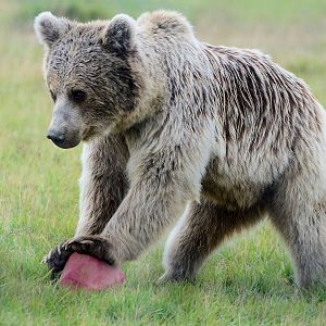 Syrian Brown Bear Enrichment- 30/08/2020