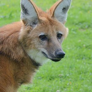 Maned Wolf 30/08/2020