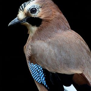 Eurasian Jay 30/08/2020