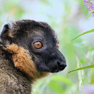 Collared Lemur 30/08/2020