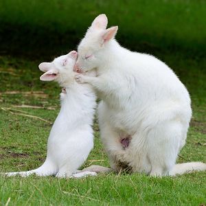 Wallaby's 30/08/2020