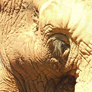 "Jamba", african-bush-elephant - Belo Horizonte zoo