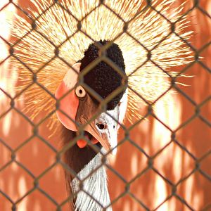 Grey-crowned-crane - Belo Horizonte zoo