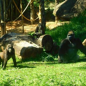 "Sawidi", "Jahari" and "León", western lowland gorillas - Belo Horizonte zoo