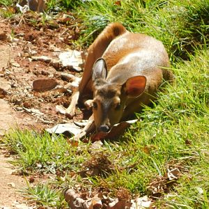 Grey-brocket-deer - Belo Horizonte zoo