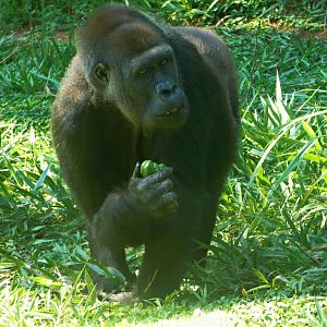 "Lou lou", western lowland gorilla - Belo Horizonte zoo