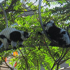 Black and white ruffed lemur