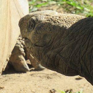 Giant tortoise