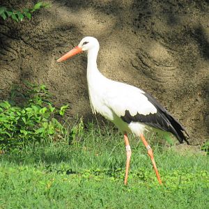 White stork