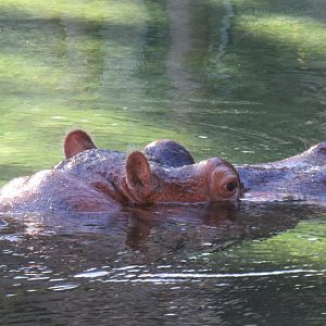 Hippo