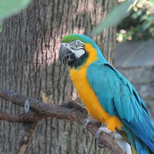 Gold and blue macaw
