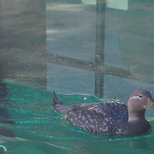 Flying streamer duck