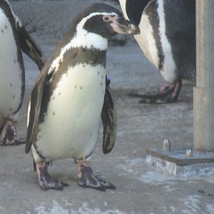 Penguins