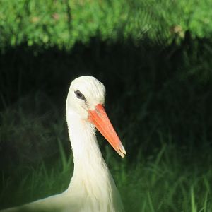 White stork