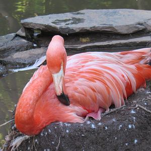 Flamingo