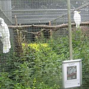 Nordsjællands Fuglepark - Eleonora cockatoo aviary