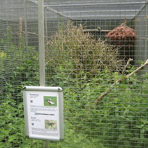 Nordsjællands Fuglepark - Galah/rosella aviary