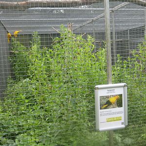 Nordsjællands Fuglepark - Golden parakeet aviary