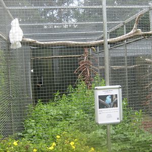 Nordsjællands Fuglepark - White cockatoo aviary