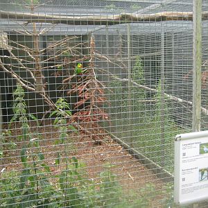 Nordsjællands Fuglepark - Corella aviary