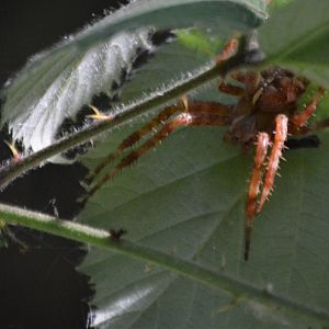 Spider ID 4 (Eugene, Oregon)