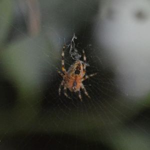 Spider ID 3 (Eugene, Oregon)
