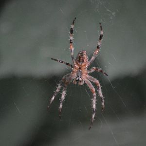 Spider ID 2 (Eugene, Oregon)