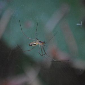 Spider ID (Eugene, Oregon)