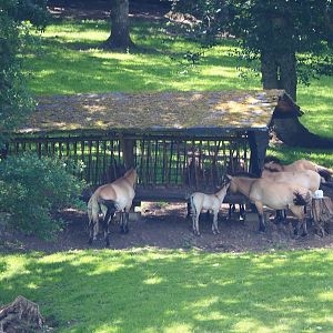 Przewalski's horses (Equus ferus przewalskii) at the feeding rack, 2020-07-12