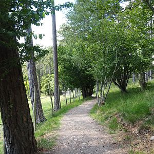 Forest trail, 2020-07-12