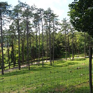 Forest area in the large mixed hoofstock paddock, 2020-07-12