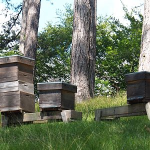 Beehives, 2020-07-12