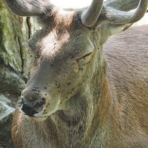 Central European red deer (Cervus elaphus hippelaphus), 2020-07-12
