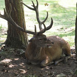 Central European red deer (Cervus elaphus hippelaphus), 2020-07-12