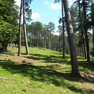 Forest area in the large mixed hoofstock paddock, 2020-07-12