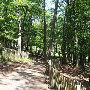 Forest trail, 2020-07-12