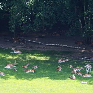 Common fallow deer (Dama dama) herd at forest edge, 2020-07-12